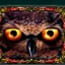 Wild Owl Eyes 